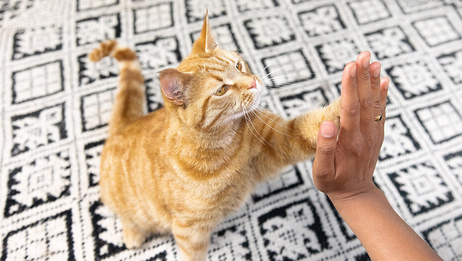 Cat Clicker Training: The Easy Guide To Simple Training | Purina